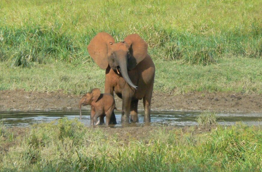 IBM en WWF-Duitsland bundelen hun krachten om een AI-oplossing te ontwikkelen voor het behoud van de Afrikaanse bosolifant.