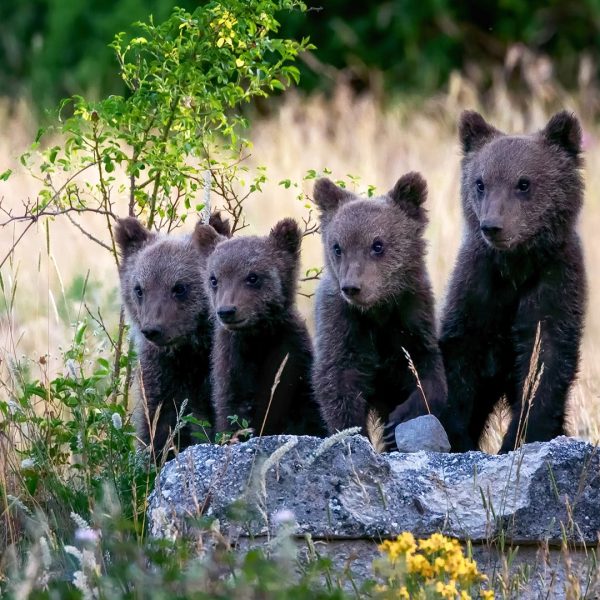 Intel en de AI: Technologie voor de Bescherming van de Marsicaanse Bruinbeer en Biodiversiteit
