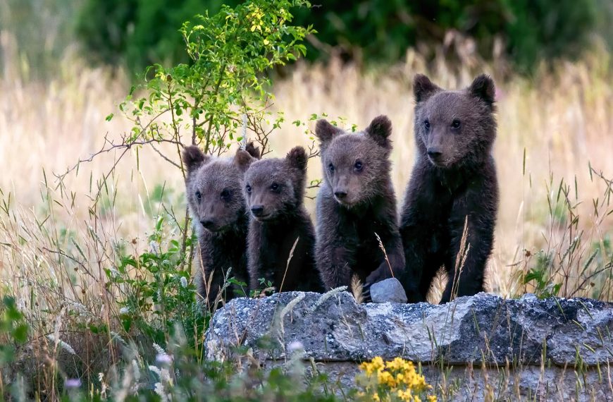 Intel en de AI: Technologie voor de Bescherming van de Marsicaanse Bruinbeer en Biodiversiteit