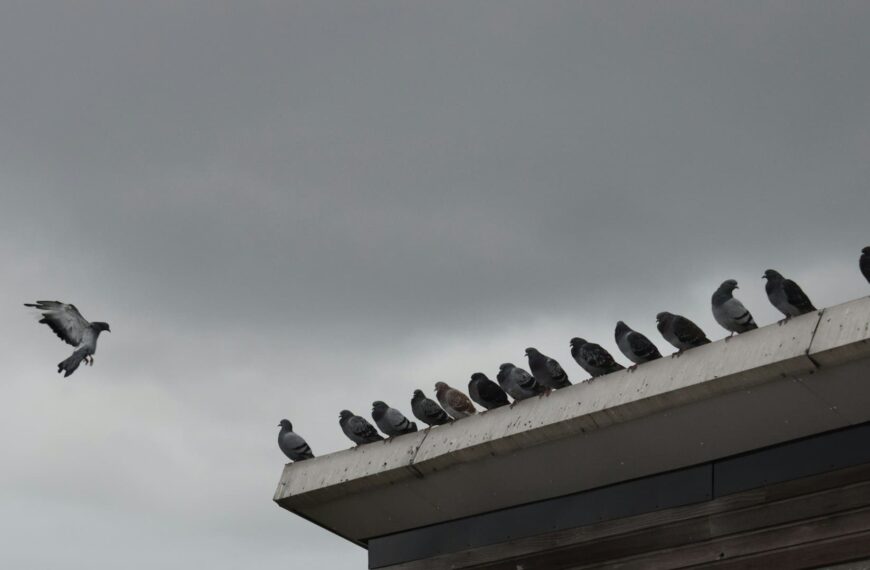 Een balkon, een camera en een AI: het nieuwe tijdperk van slim doe-het-zelf